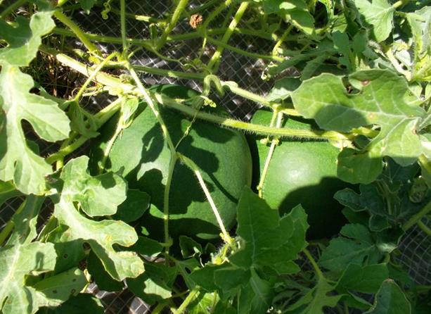 Особенности выращивания арбузов в Забайкайле