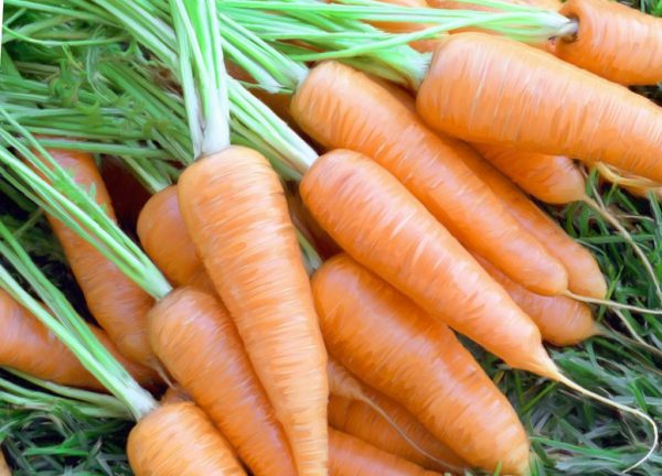чем подкормить морковь