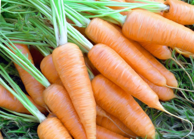 Как правильно полить морковь для быстрого роста эффективные народные средства и подкормки для улучшения сладости