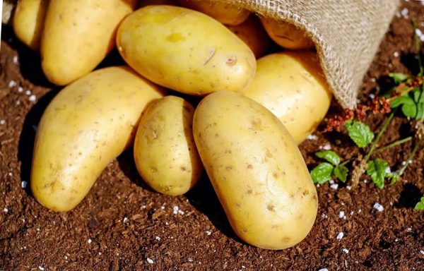 урожай картофеля посаженного семенами