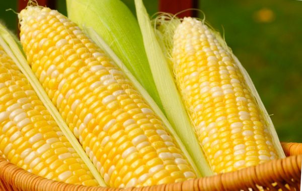 хороший урожай кукурузы, при правильном внесении удобрений
