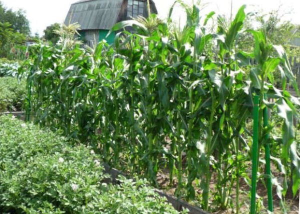 агротехника выращивания кукурузы на даче