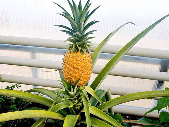 Методы выращивание ананасов в теплице