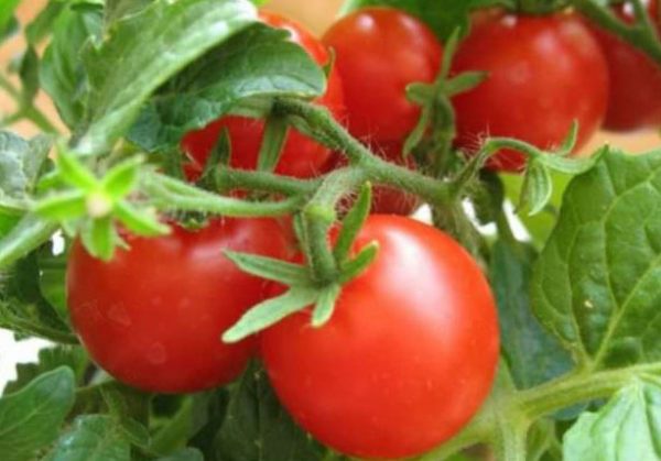 какие помидоры самые урожайные