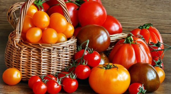 какие помидоры самые урожайные для открытого грунта