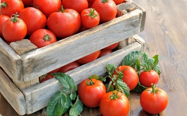 какие сорта помидоров самые урожайные в украине