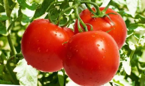 какие сорта помидоров самые вкусные и урожайные