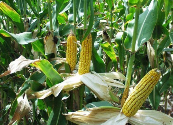 кукуруза в поле