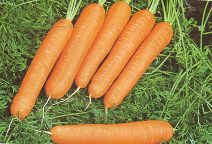 почему морковь идет в цвет