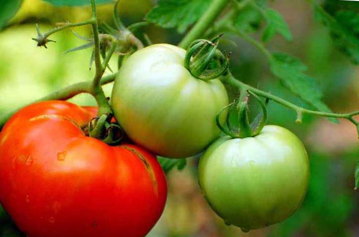 Плохо кранеют помидоры в открытом грунте, что делать