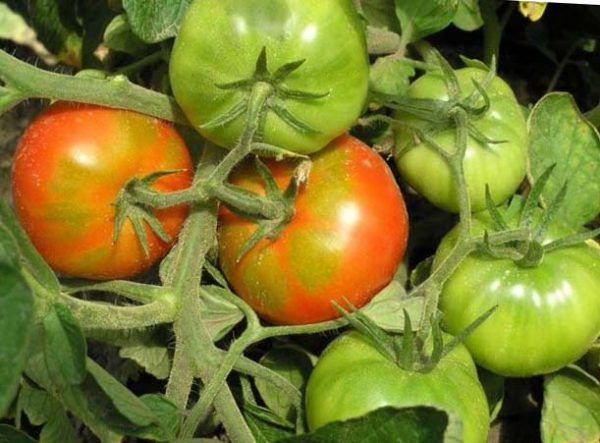 pomidory uxod v otkrytom grunte