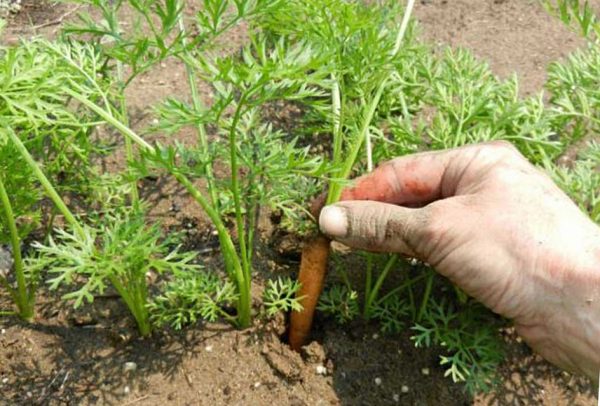 прореживание моркови