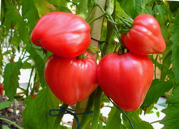 Ранние урожайные сорта томатов для открытого грунта