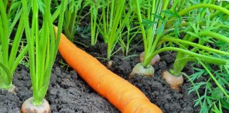стрелкование моркови