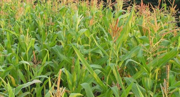 технология выращивания кукурузы на зерно