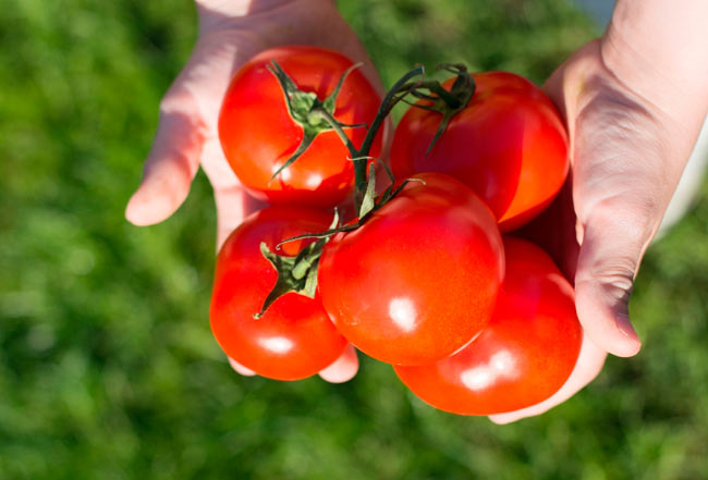 Лучшие сорта ультраскороспелых помидор: посадка и уход