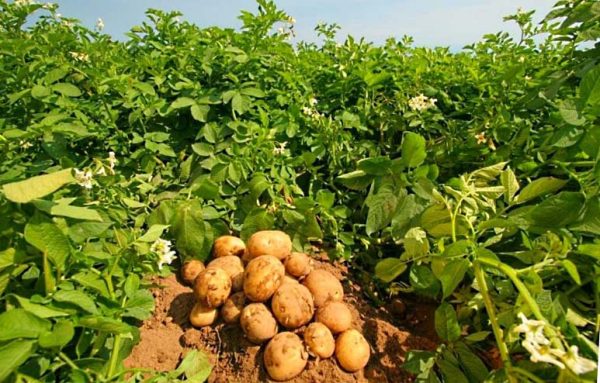 удобрение для картофеля