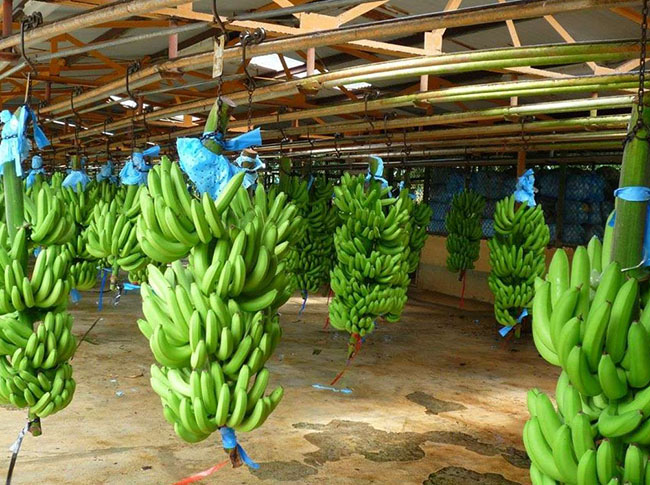 Выращивание бананов в теплице