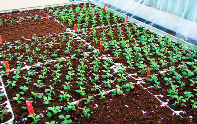 выращивание хризантем из семян