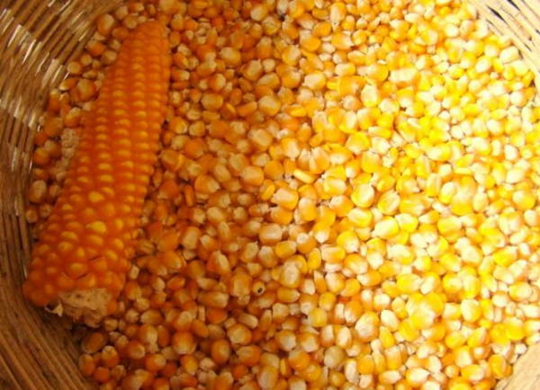 выращивание кукурузы на зерно