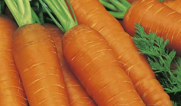 выращивание моркови как бизнес