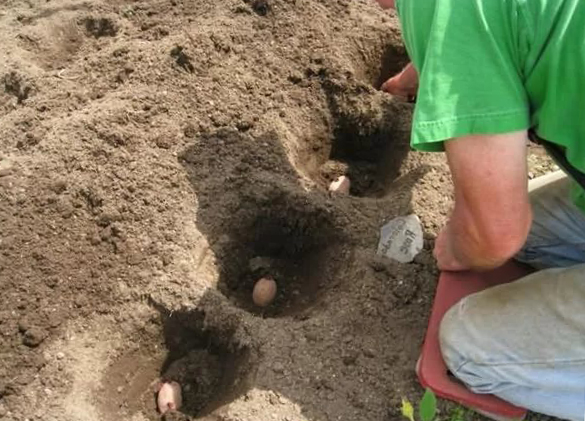 глубина посадки картофеля