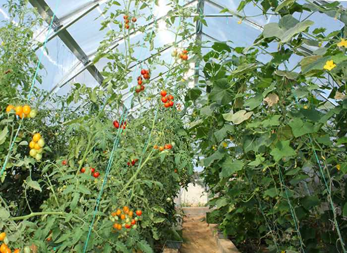 Семена помидоров для теплиц: лучшие и хорошие томаты, какие сажать при посадке семян, новые сорта как выбрать