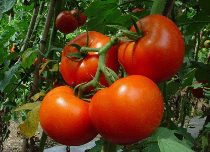 Как поливать помидоры в теплице из поликарбоната