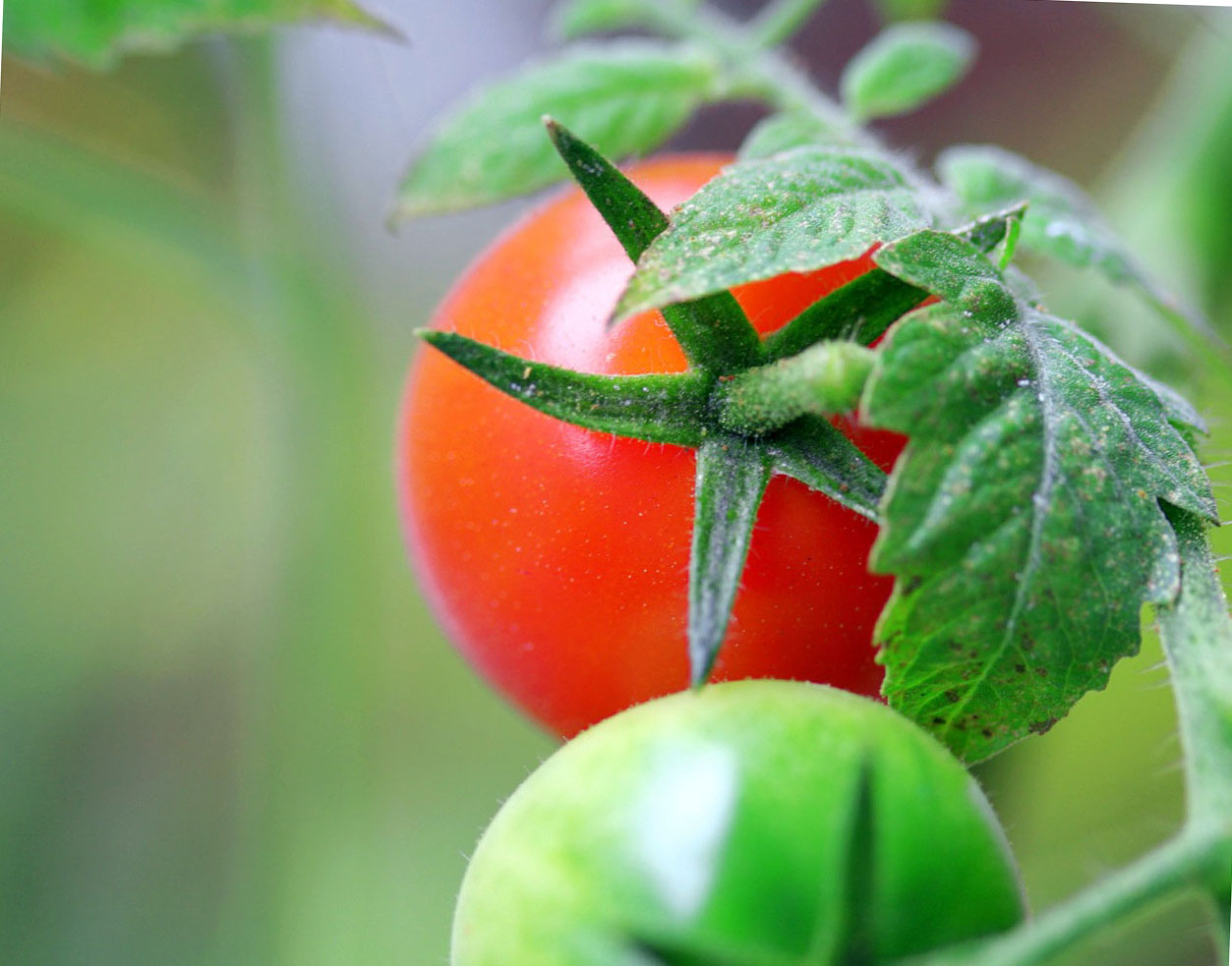 uskorenie sozrevaniya tomatov