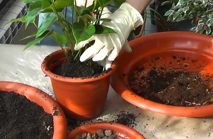 Как выращивать антуриум семенами в домашних условиях?