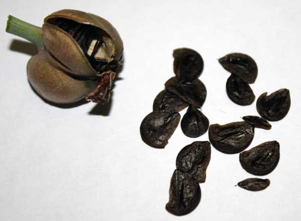 Семена гиппеаструма