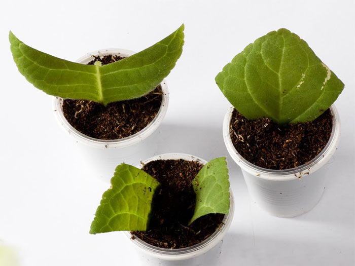 Выращивание Глоксинии из листа