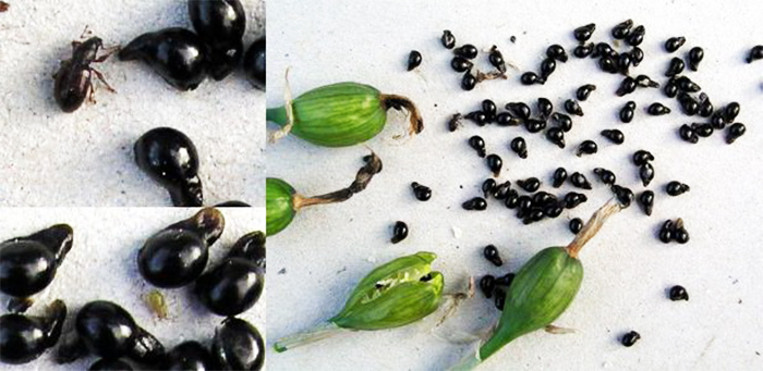 Нарцисс размножение семенами семен математика